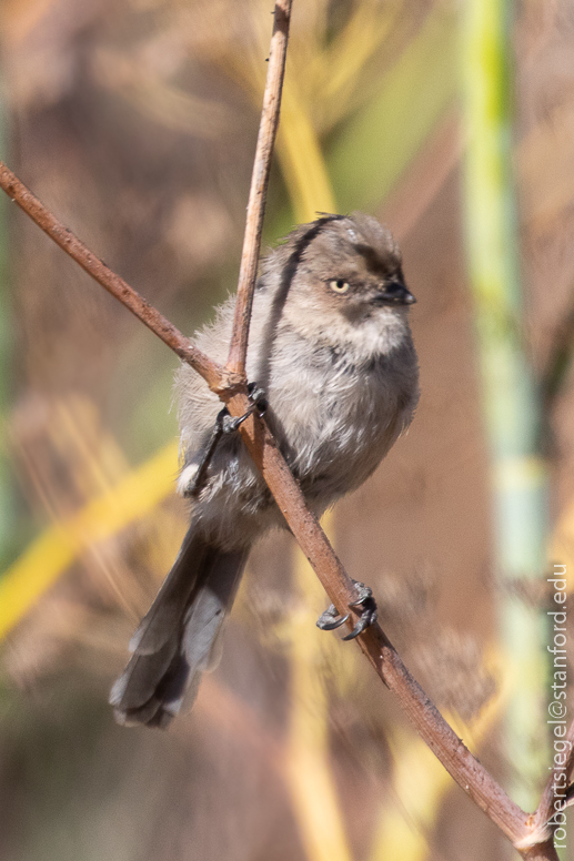 emily renzel wetlands